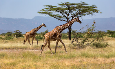 Giraffes in the savannah of Kenya with many trees and bushes in the background