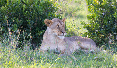 A lioness has made herself comfortable in the grass and is resting