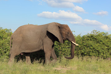 Afrikanischer Elefant / African elephant / Loxodonta africana