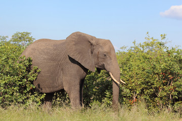 Afrikanischer Elefant / African elephant / Loxodonta africana