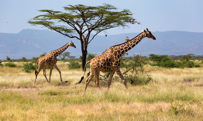 Obraz premium Giraffes in the savannah of Kenya with many trees and bushes in the background