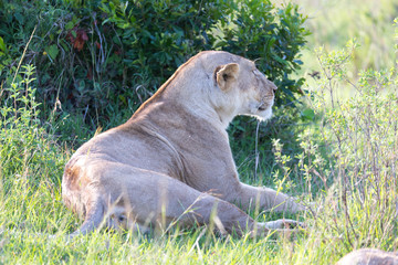 A lioness has made herself comfortable in the grass and is resting