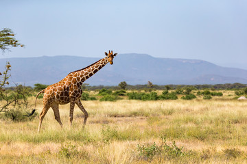 Obraz premium Giraffes in the savannah of Kenya with many trees and bushes in the background