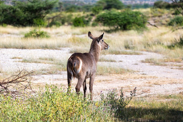 A waterbuck is looking for something in the savannah