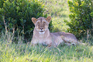 A lioness has made herself comfortable in the grass and is resting