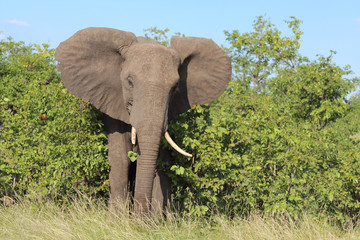 Fototapeta premium Afrikanischer Elefant / African elephant / Loxodonta africana