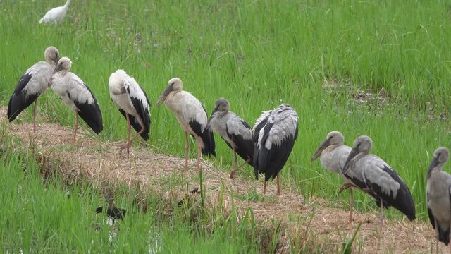 Asian Openbill Scientific name: Anastomus oscitans held in the family Stork (Ciconiidae) is a small bird in this family.