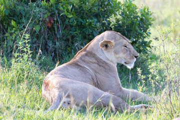 A lioness has made herself comfortable in the grass and is resting