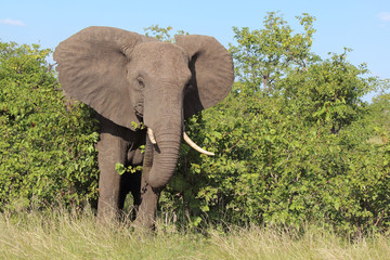 Afrikanischer Elefant / African elephant / Loxodonta africana