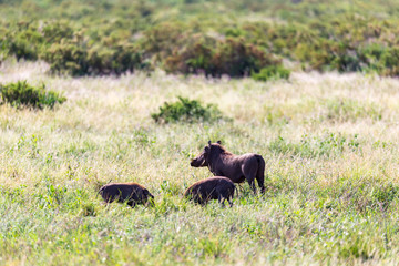 A family of warthogs in the grass of the Kenyan savannah