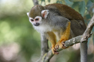 Squirrel monkey sitting on the branch of a tree