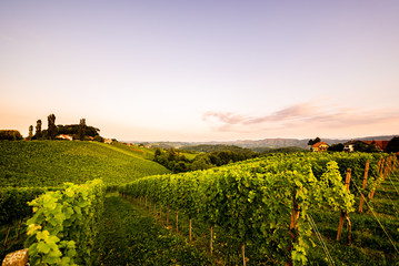 Fototapeta na wymiar Vineyards in Slovenia close to the border with Austria south styria.