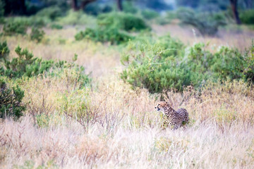 A cheetah in the tall grass lurks for its prey