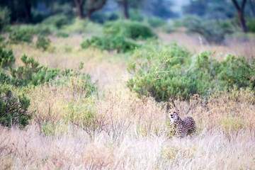 A cheetah in the tall grass lurks for its prey