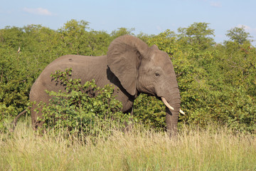 Afrikanischer Elefant / African elephant / Loxodonta africana