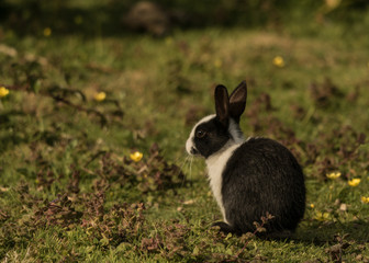 Wild rabbit on Skomer Island
