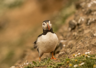 Atlantic puffin