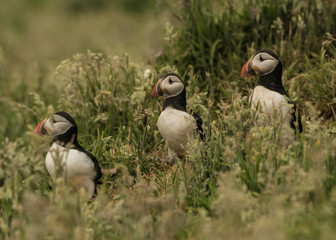 Three puffins on Skomer Island