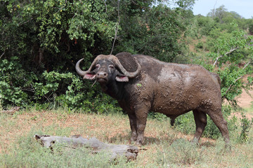 Fototapeta premium Kaffernbüffel / Buffalo / Syncerus caffer