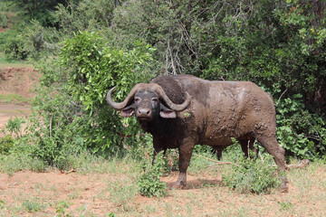 Kaffernbüffel / Buffalo / Syncerus caffer