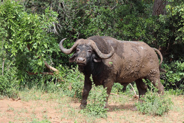 Fototapeta premium Kaffernbüffel / Buffalo / Syncerus caffer