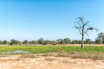 An impala ram, Aepyceros melampus, on its way to water