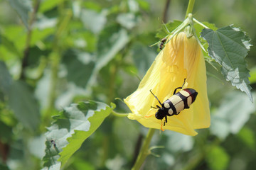 Blisterkäfer / Blister beetle / Mylabris oculata