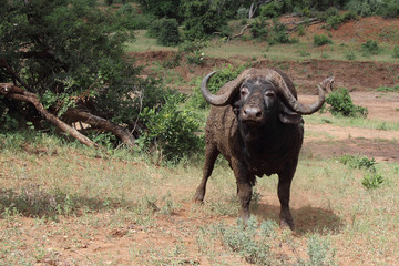 Kaffernb&uuml;ffel / Buffalo / Syncerus caffer