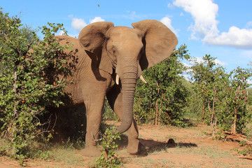 Afrikanischer Elefant / African elephant / Loxodonta africana