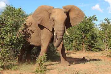 Afrikanischer Elefant / African elephant / Loxodonta africana