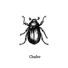 Illustration of Chafer beetle. Drawn insect in engraving style. Sketch in vector.