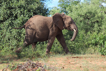 Afrikanischer Elefant / African elephant / Loxodonta africana.
