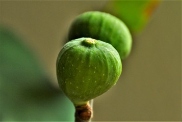 green fig on branch