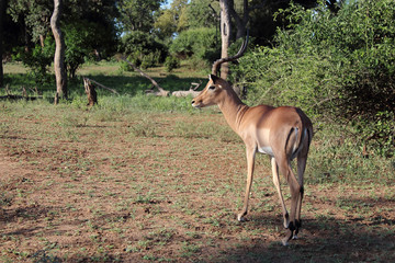 Schwarzfersenantilope / Impala / Aepyceros melampus