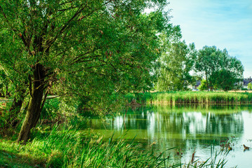 Fototapeta na wymiar green trees by the pond