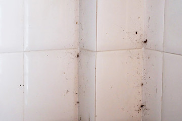 Dirty white wall with spider web and space for write wording