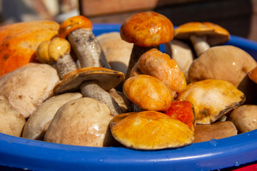 plucked mushrooms lie in the basin in the water. the harvest of mushrooms is washed in the pelvis.