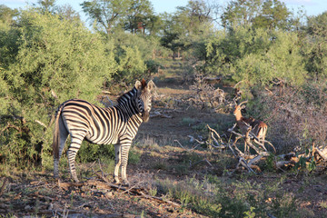 Schwarzfersenantilope und Steppenzebra / Impala and Burchell's zebra/ Aepyceros melampus et Equus...