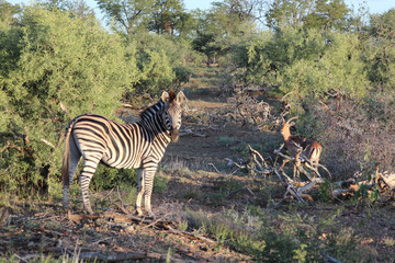 Naklejka premium Schwarzfersenantilope und Steppenzebra / Impala and Burchell's zebra/ Aepyceros melampus et Equus burchellii