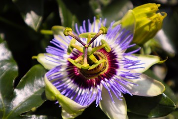 beautiful close up of a passiflora passiflower purple