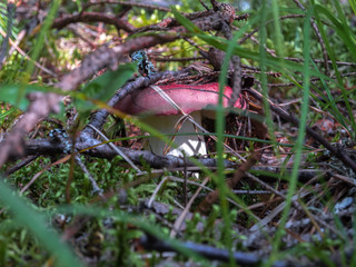 Mushroom with a red hat on a white stem in green grass close-up, macro
