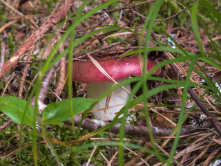 Mushroom with a red hat on a white stem in green grass close-up, macro