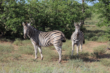 Steppenzebra / Burchell's zebra / Equus burchellii