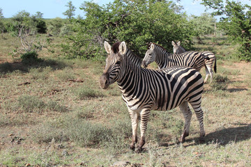 Steppenzebra / Burchell's zebra / Equus burchellii