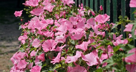 Fototapeta na wymiar Bunch of beautiful pink mallow flowers growing along wooden fence and gently swinging in the wind