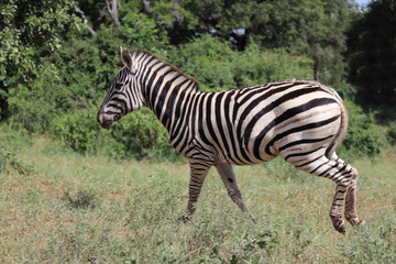 Steppenzebra / Burchell's zebra / Equus burchellii.
