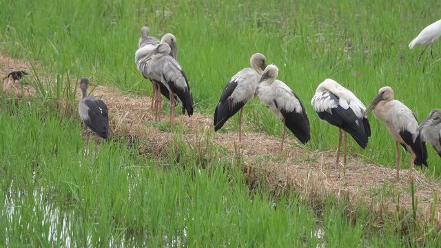 Asian Openbill Scientific name: Anastomus oscitans held in the family Stork (Ciconiidae) is a small bird in this family.