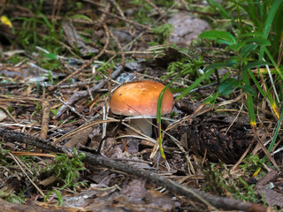 Mushroom with an orange hat on a white stem in the branches of pine and spruce, green grass, close-up, macro