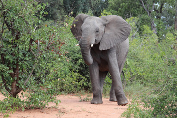 Fototapeta premium Afrikanischer Elefant / African elephant / Loxodonta africana