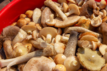 plucked mushrooms lie in the basin in the water. the harvest of mushrooms is washed in the pelvis.